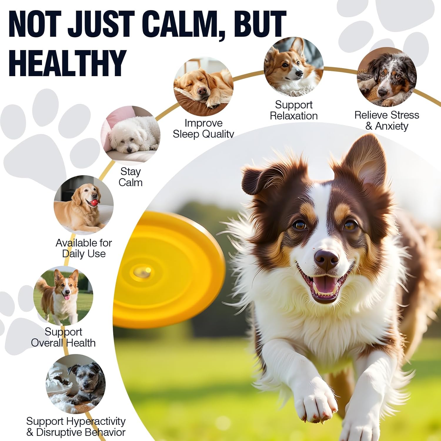 Happy active dog with calm and everyday wellness benefit callouts